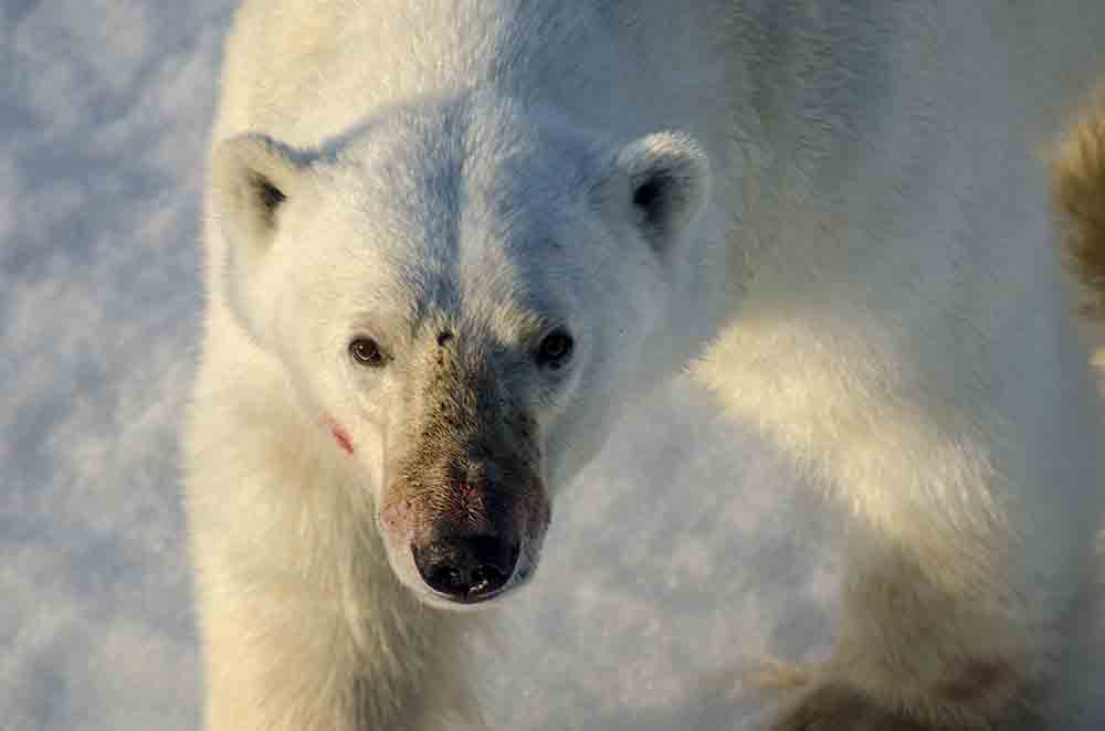 Oso Polar - islas Svalbard - Noruega 44.jpg